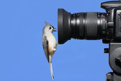 Capture-Natures-Beauty-Best-Camera-for-Bird-Photography-Revealed