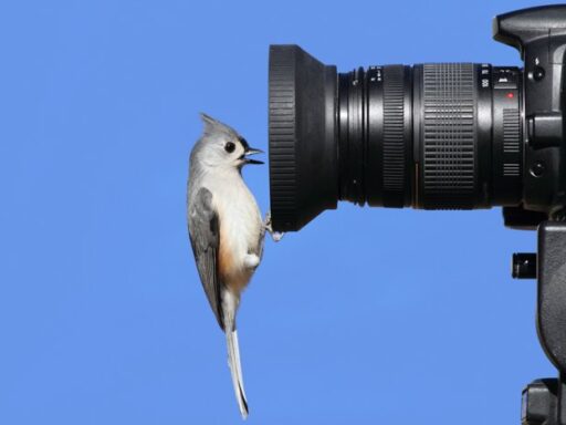 Capture-Natures-Beauty-Best-Camera-for-Bird-Photography-Revealed