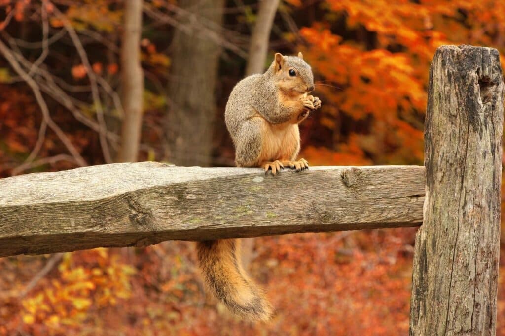 A capture of a squirrel sitting on a wooden fence in fall setting