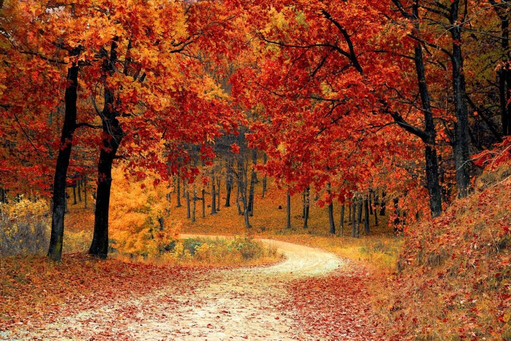 A capture of a view of a pathway in an orange fall forest autumn photography