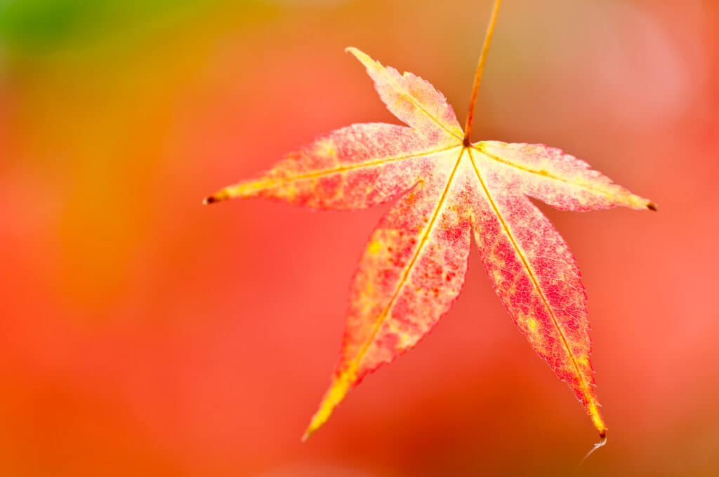 A closeup fall foliage capture of an orange maple leaf