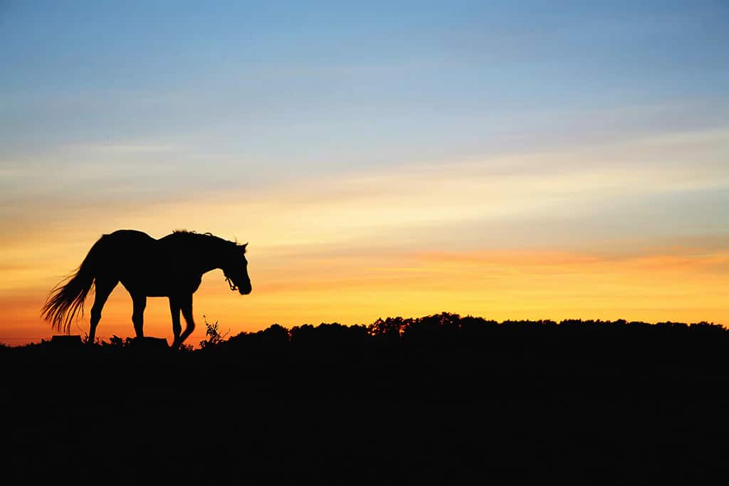 A view of a horse silhoutte capture in sun setting during fall