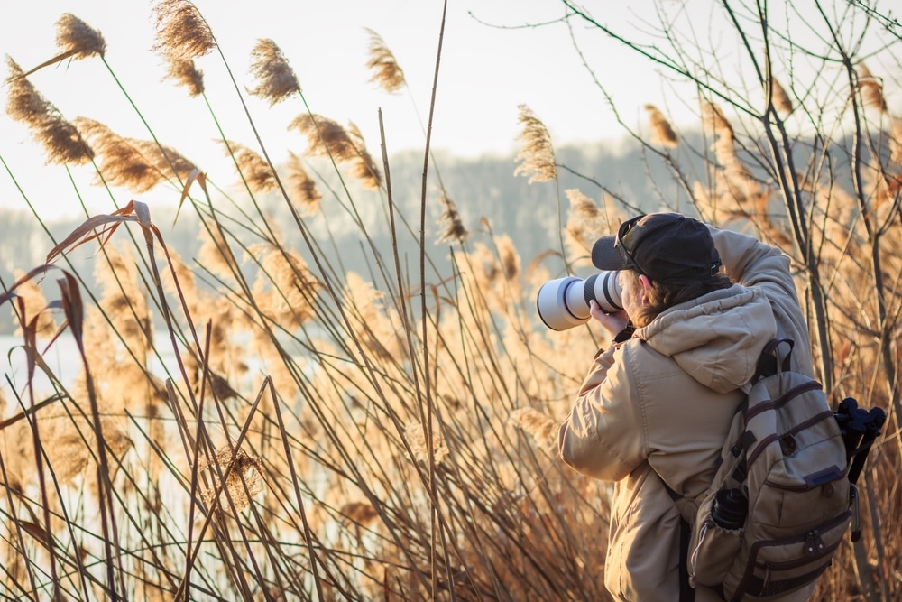 Photographer With Camera Hiding Behind Reeds At Lake Taking Pictures