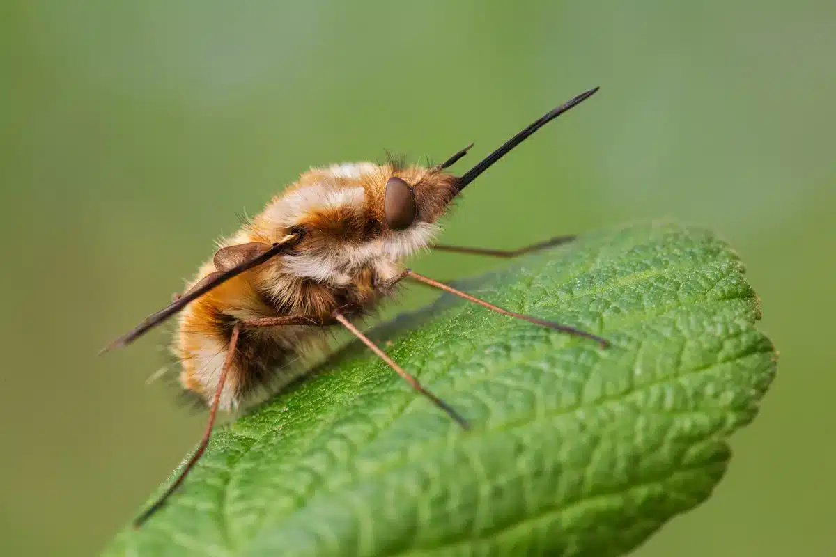 an insect sitting on a leaf