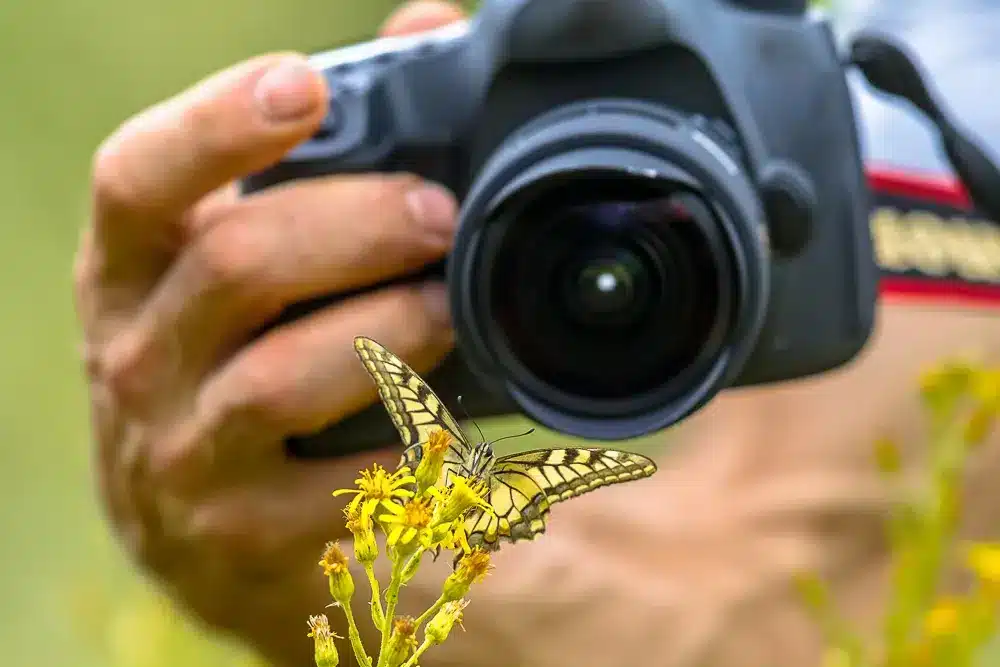 zoomed view of a male hand capturing a butterfly