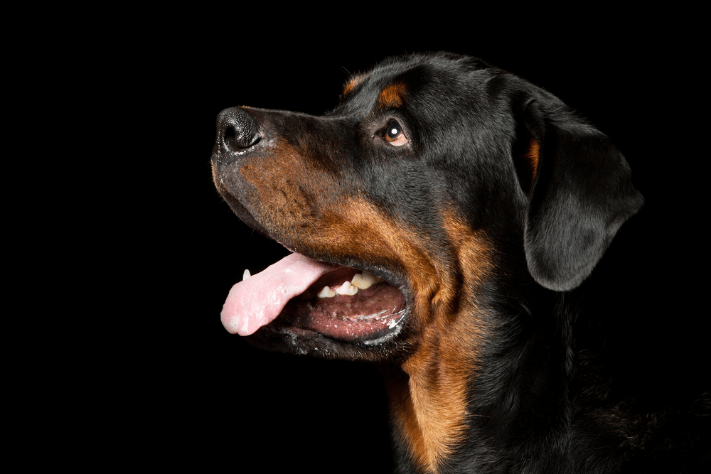 high contrast picture of a dog