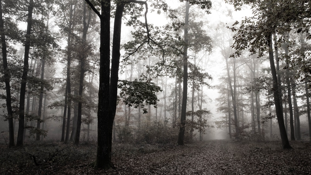 Alley of large oaks in a french forest.