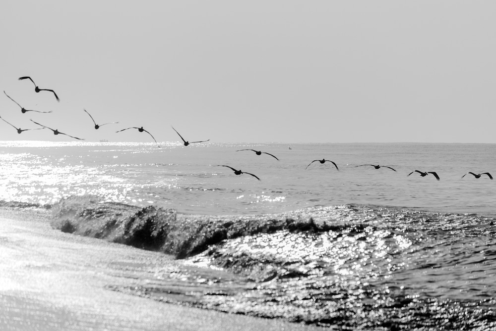 Pelicans flying over the pacific ocean