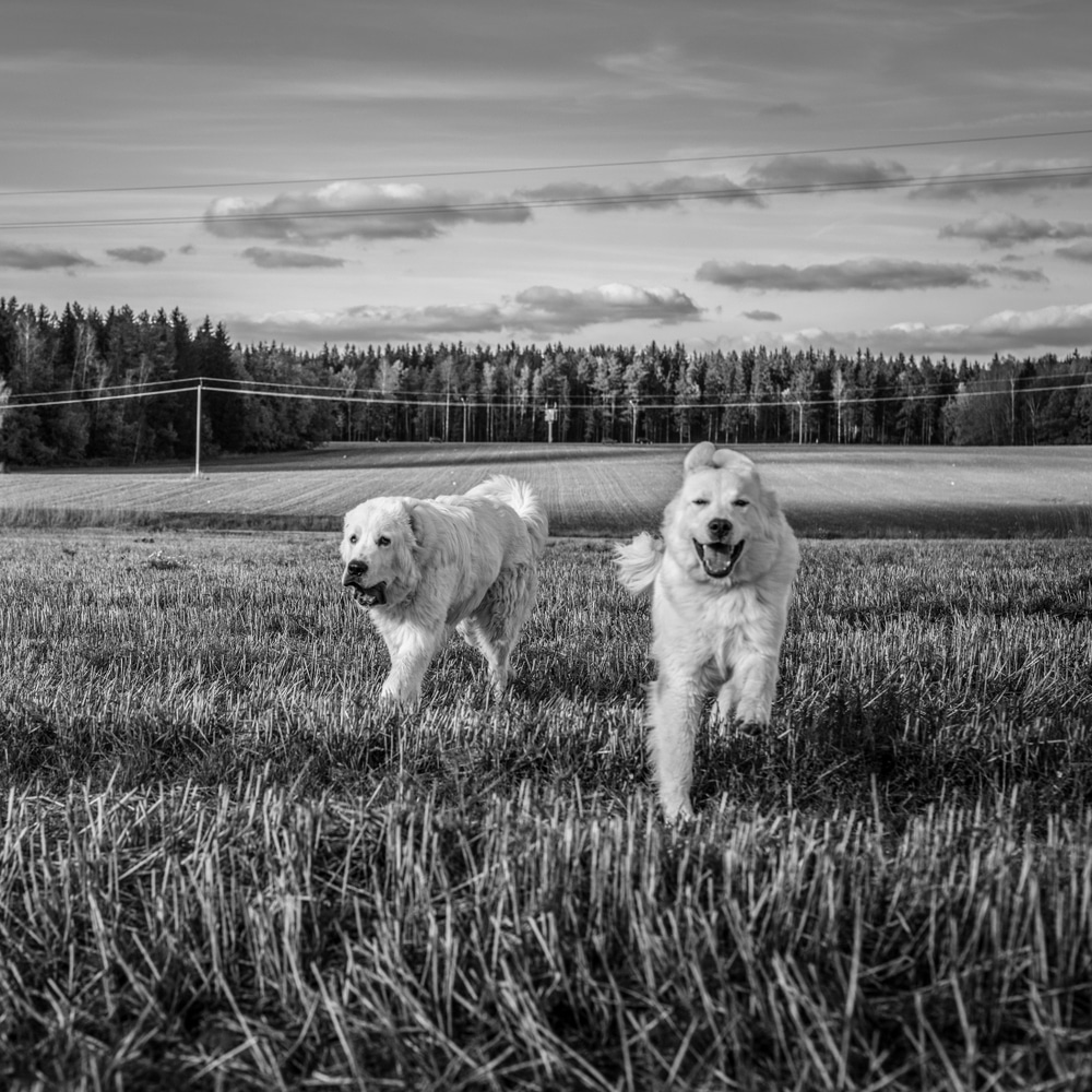 2 dogs walking on a field