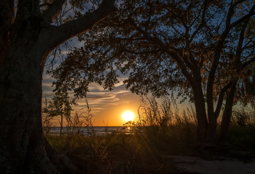 The Golden Hour in Louisiana with tree on front of it