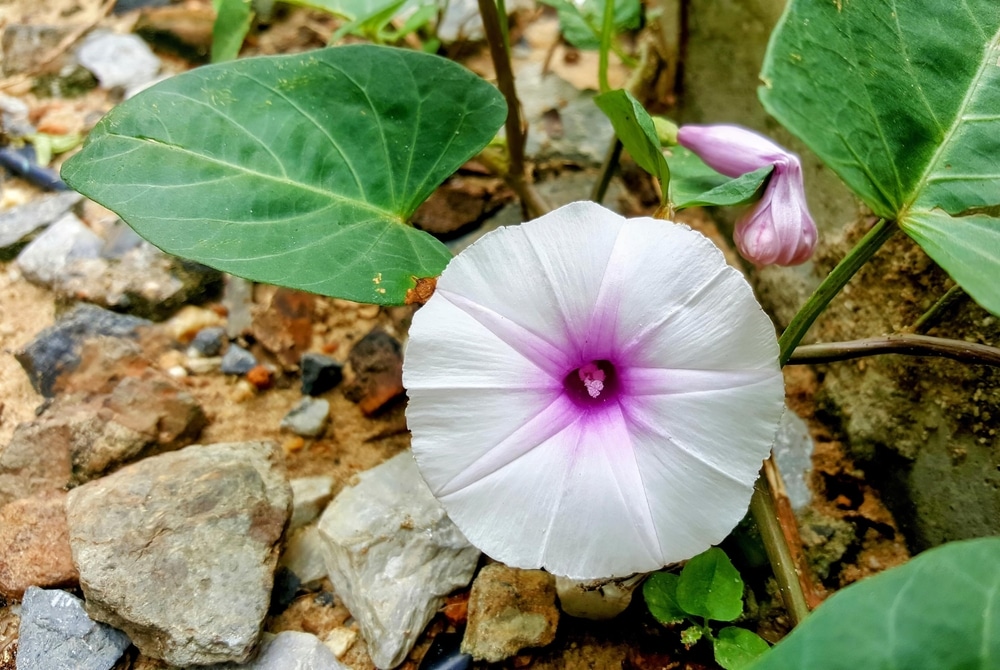 A Photography Of A Flower Growing Out Of A Rock