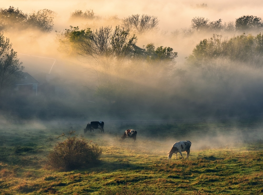 Cow Grazes In A Meadow Autumn Foggy Morning