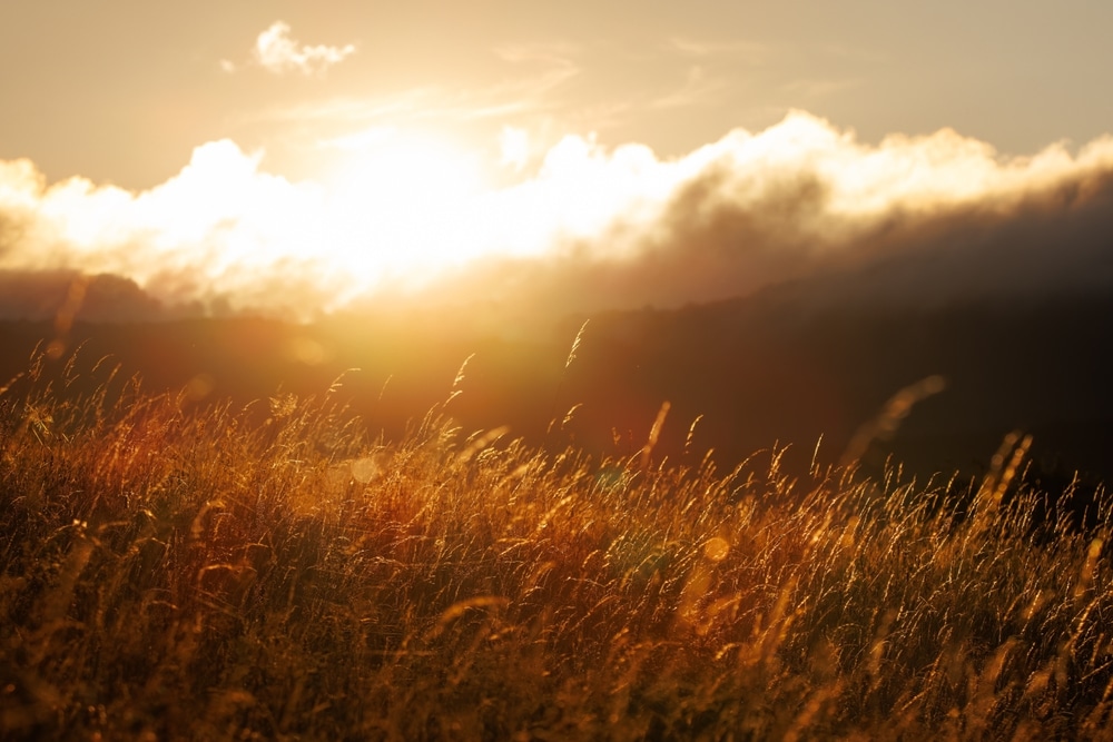 golden hour picture of a field